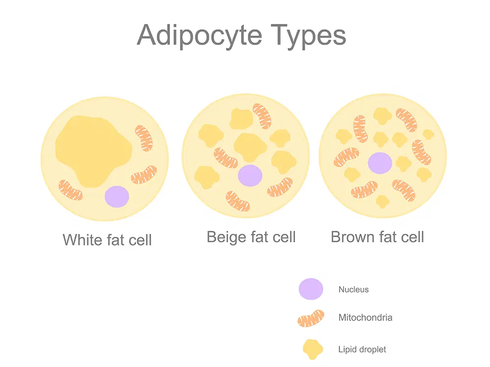 Adipocyte Types
